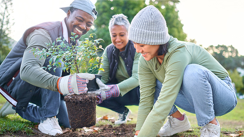 Volunteers planting a tree